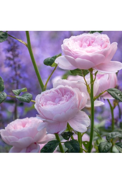 Троянда англійська Королева Швеції біло-персикова